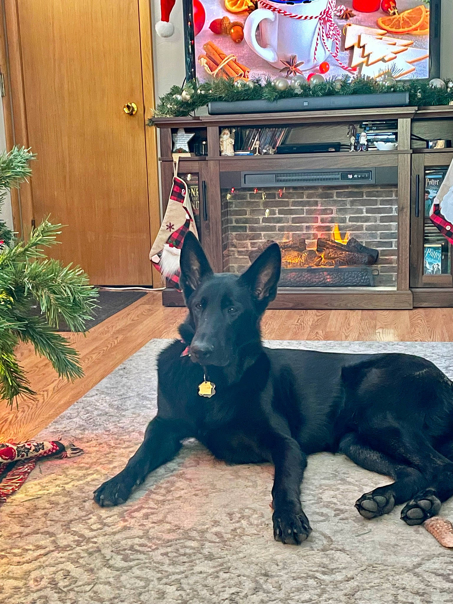 Rue joined the competition — help win amazing prizes! canidae, carnivore, companion_dog, dog, dog_breed, dog_collar, door, fawn, felidae, flooring, fur, guard_dog, non_sporting_group, plant, snout, sporting_group, tail, tree, working_animal, working_dog