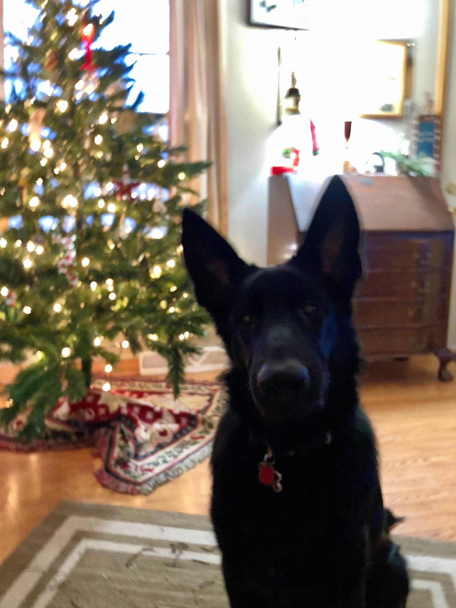 Rue joined the competition — help win amazing prizes! cabinetry, carnivore, chest_of_drawers, christmas_decoration, christmas_tree, companion_dog, conifer, cupboard, dog, dog_breed, drawer, event, evergreen, fur, herding_dog, home, plant, room, tail, tree