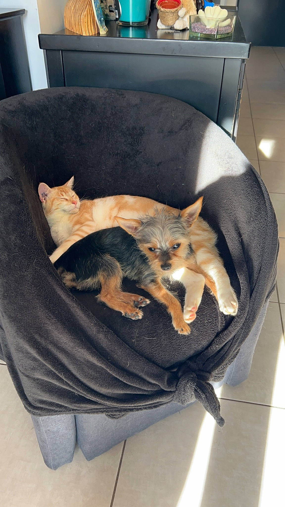 Kyu participe au concours pour gagner de l'argent avec cette photo : bag, basket, canidae, carnivore, cat, cat_supply, comfort, companion_dog, couch, dog_breed, domestic_short_haired_cat, fawn, felidae, fur, mammal, small_to_medium_sized_cats, sporting_group, suitcase, tail, whiskers