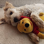 Cody is registered to the contest to win money with this photo: animal, carpet, companion, cozy, cuddling, cute, dog, fluffy, friendship, indoors, lying_down, pet, playful, plush_toy, red_shirt, relaxed, soft_toy, stuffed_animal, toy, yellow