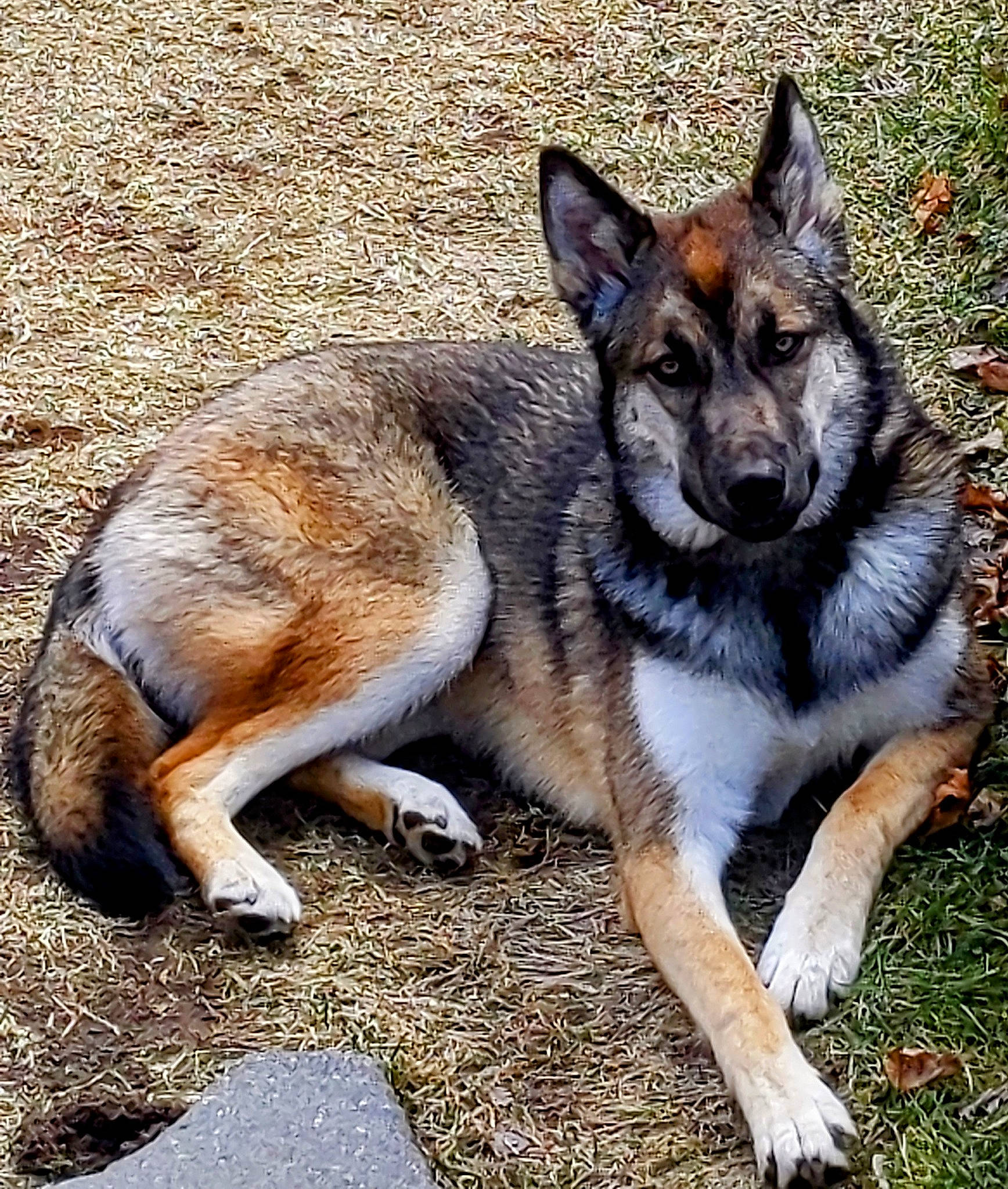 Luna is registered to the contest to win money with this photo: ancient_dog_breeds, balance, canidae, canis, carnivore, companion_dog, dog, dog_breed, east_european_shepherd, eye, fawn, foot, fur, herding_dog, king_shepherd, snout, sporting_group, terrestrial_animal, working_animal, working_dog