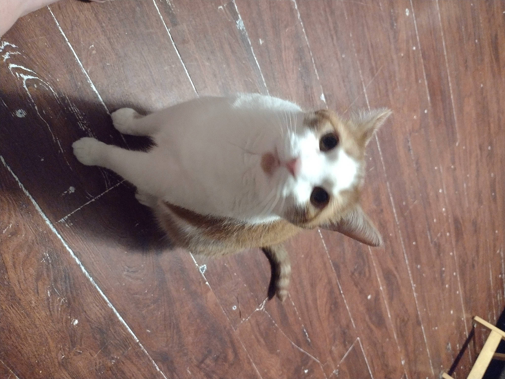 Amor joined the competition — help win amazing prizes! balinese, canidae, carnivore, cat, companion_dog, dog_breed, domestic_short_haired_cat, felidae, flooring, fur, hardwood, paw, small_to_medium_sized_cats, snout, sporting_group, tail, whiskers, wood