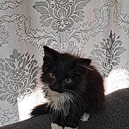 Sophie joined the competition — help win amazing prizes! kitten, black_and_white, cat, furry, pet, indoor, curious, small, cute, animal, sitting, texture, curtain, pattern, soft_light, domestic, adorable, feline, young, cozy