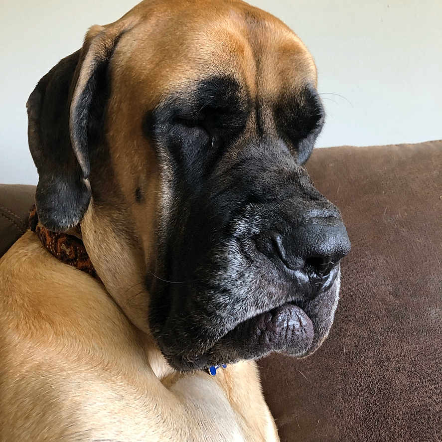 Hiccup joined the competition — help win amazing prizes! animal, boxer, bulldog, canine, dog, frenchbulldog, greatdane, hound, person, pet, pitbull, pug, puppy, sleeping, snout