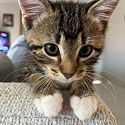 Chiva is registered to the contest to win money with this photo: animal, cat, close_up, curious, cute, domestic_cat, ears, face, feline, fur, indoor, kitten, pet, portrait, small, soft_texture, tabby, whiskers, white_paws, young
