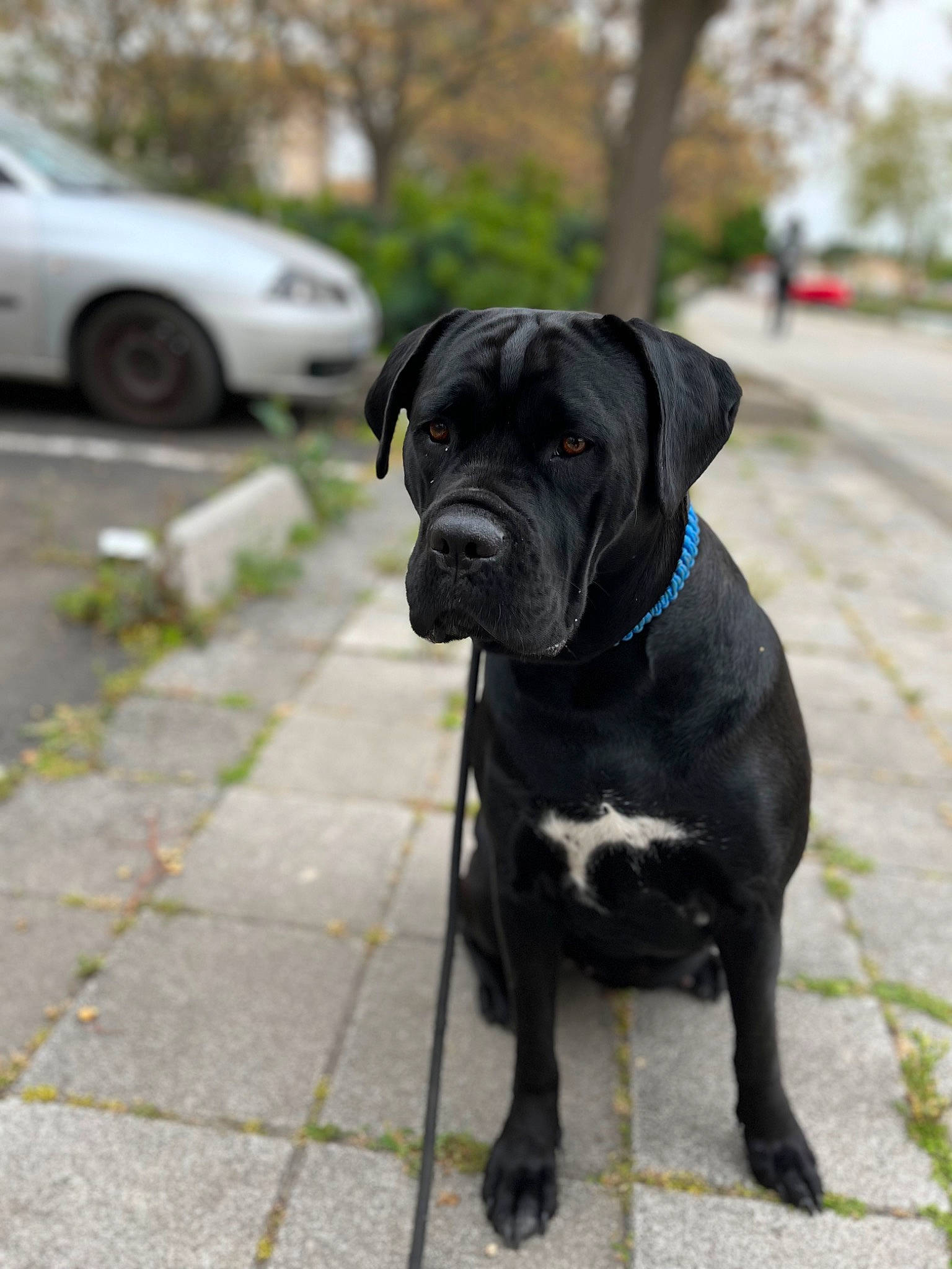 Stella participe au concours pour gagner de l'argent avec cette photo : car, carnivore, collar, companion_dog, dog, dog_breed, dog_collar, fawn, leash, liver, pet_supply, plant, sporting_group, tail, tire, tree, vehicle, wheel, whiskers, working_animal