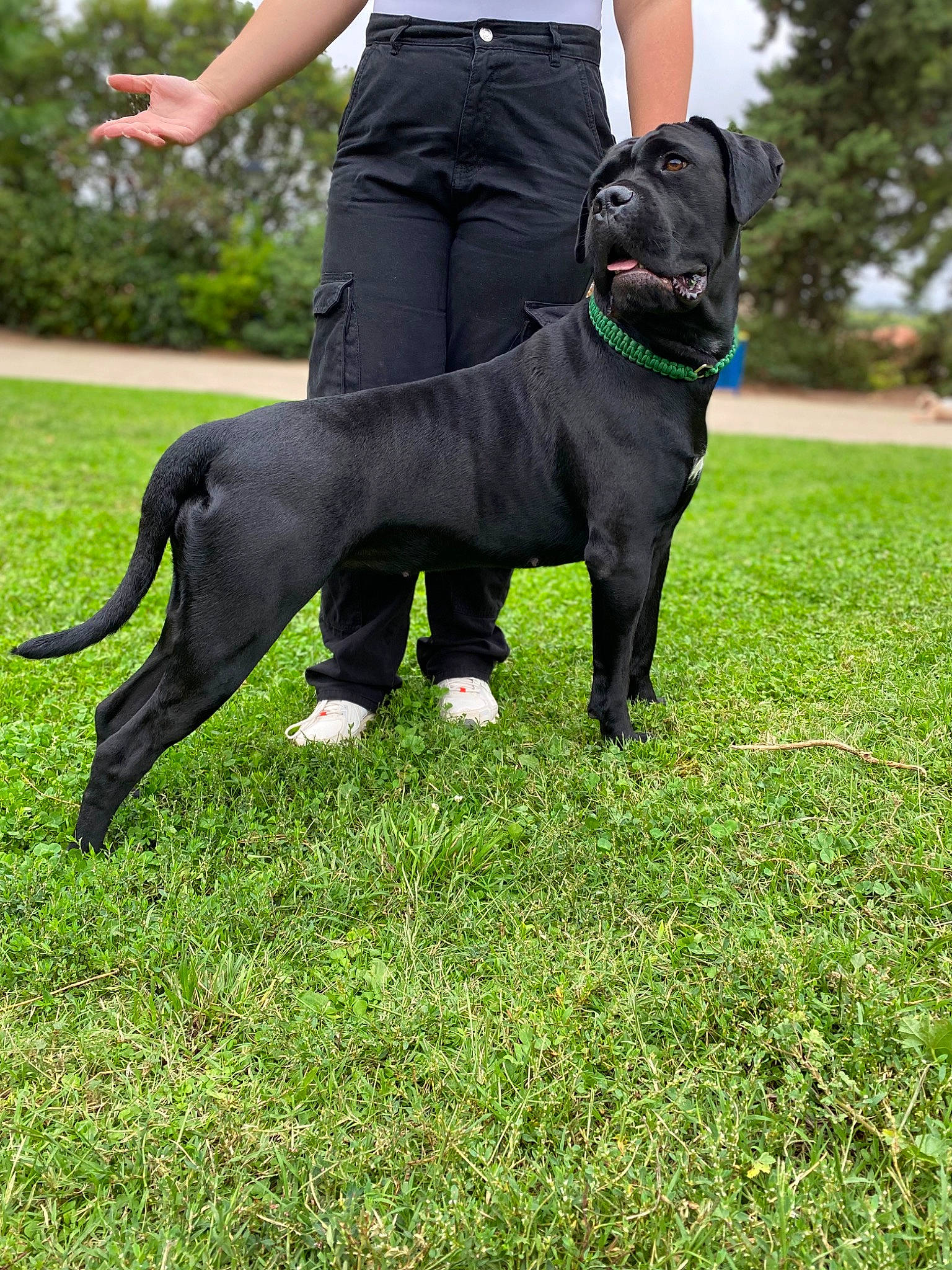 Stella a rejoint le concours — aidez-le/la à gagner de superbes lots ! belt, canidae, carnivore, collar, companion_dog, dog, dog_breed, dog_collar, dog_walking, fashion_accessory, gesture, grass, jeans, leash, plant, sporting_group, t_shirt, tail, tree, working_animal