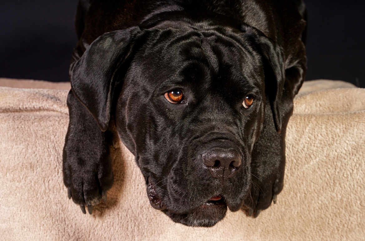 Stella