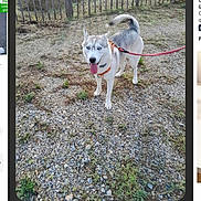 Bella participe au concours pour gagner de l'argent avec cette photo : dog, husky, canine, pet, outdoor, gravel, fence, trees, leash, collar, standing, tongue_out, fluffy_tail, blue_eyes, animal, photograph, smartphone_screen, gallery_interface, portrait_orientation, nature