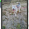 dog, husky, canine, pet, outdoor, gravel, fence, trees, leash, collar, standing, tongue_out, fluffy_tail, blue_eyes, animal, photograph, smartphone_screen, gallery_interface, portrait_orientation, nature