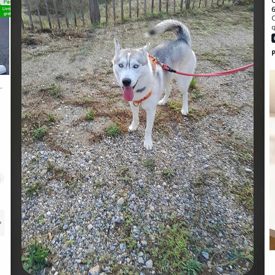 Bella participe au concours pour gagner de l'argent avec cette photo : dog, husky, canine, pet, outdoor, gravel, fence, trees, leash, collar, standing, tongue_out, fluffy_tail, blue_eyes, animal, photograph, smartphone_screen, gallery_interface, portrait_orientation, nature