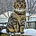 Tiggy