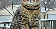 Tiggy is registered to the contest to win money with this photo: cat, tabby_cat, snow, winter, outdoor, animal, pet, feline, sitting, portrait, close_up, whiskers, fur, striped_fur, green_eyes, snowflakes, wooden_railing, trees, snowy_background, photography
