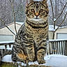 cat, tabby_cat, snow, winter, outdoor, animal, pet, feline, sitting, portrait, close_up, whiskers, fur, striped_fur, green_eyes, snowflakes, wooden_railing, trees, snowy_background, photography