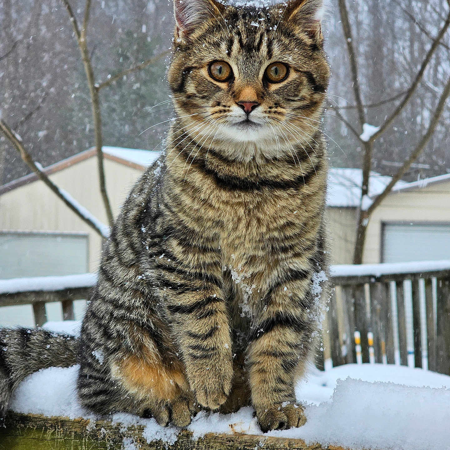Tiggy is registered to the contest to win money with this photo: cat, tabby_cat, snow, winter, outdoor, animal, pet, feline, sitting, portrait, close_up, whiskers, fur, striped_fur, green_eyes, snowflakes, wooden_railing, trees, snowy_background, photography