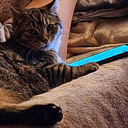 Tiggy is registered to the contest to win money with this photo: cat, tabby_cat, feline, pet, animal, whiskers, ears, paws, striped_fur, brown_fur, lying_down, relaxed, bed, blanket, cozy, tablet, screen, indoors, portrait, cozy_home