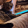cat, tabby_cat, feline, pet, animal, whiskers, ears, paws, striped_fur, brown_fur, lying_down, relaxed, bed, blanket, cozy, tablet, screen, indoors, portrait, cozy_home