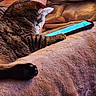 Tiggy joined the competition — help win amazing prizes! cat, tabby_cat, sleeping, cozy, blanket, bed, smartphone, indoor, pet, feline, fur, paw, whiskers, relaxed, nap, warm_lighting, close_up, home, technology, cute