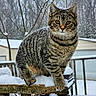 Tiggy is registered to the contest to win money with this photo: cat, tabby_cat, snow, winter, outdoors, animal, pet, feline, portrait, close_up, snowflakes, fur, whiskers, ears, eyes, wooden_railing, forest, trees, cold_weather, nature