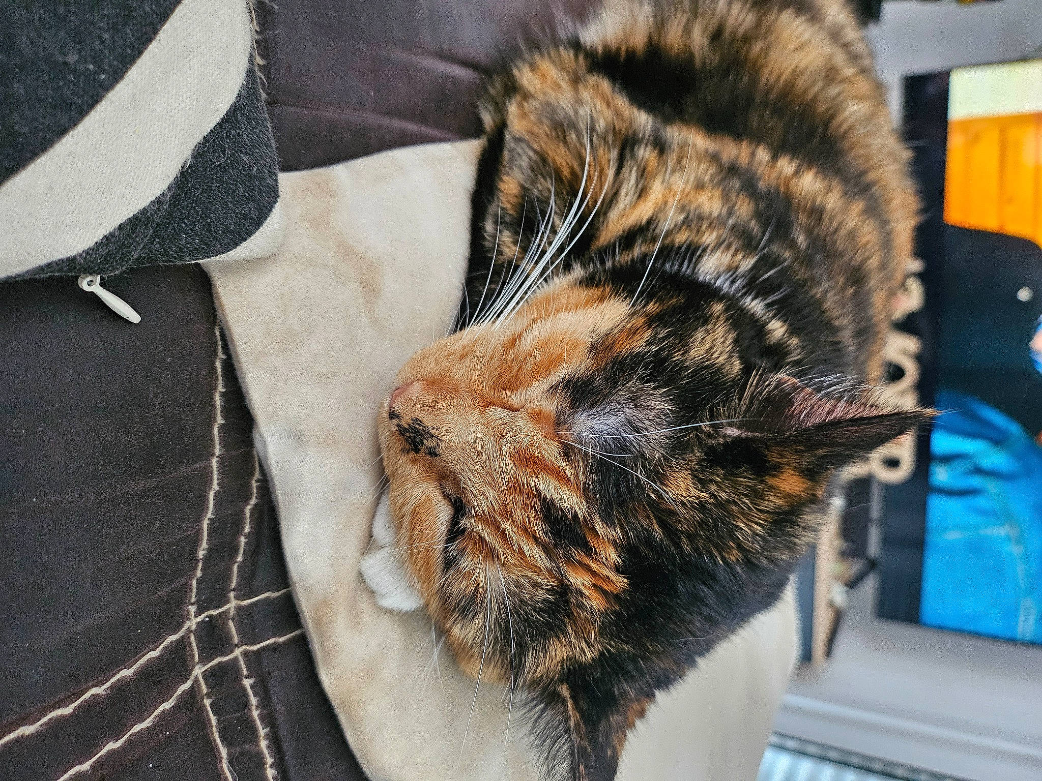 Paillette a rejoint le concours — aidez-le/la à gagner de superbes lots ! carnivore, cat, claw, close_up, collar, comfort, domestic_short_haired_cat, dress_shirt, eye, felidae, fur, pattern, plaid, sleeve, small_to_medium_sized_cats, snout, tail, tartan, terrestrial_animal, whiskers