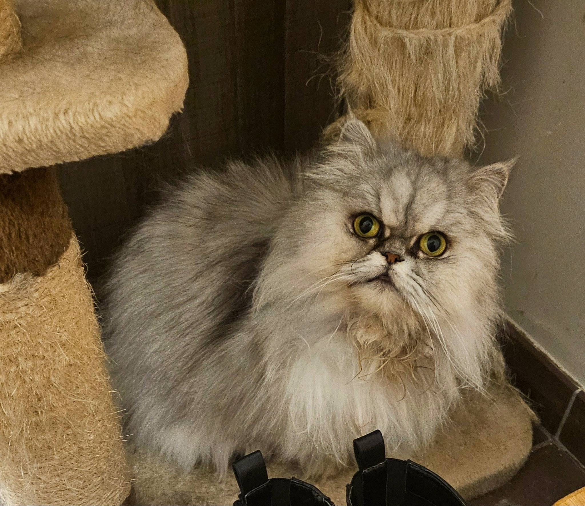 Orphée a rejoint le concours — aidez-le/la à gagner de superbes lots ! british_longhair, carnivore, cat, chair, fawn, felidae, fur, persian, plant, small_to_medium_sized_cats, snout, terrestrial_animal, whiskers