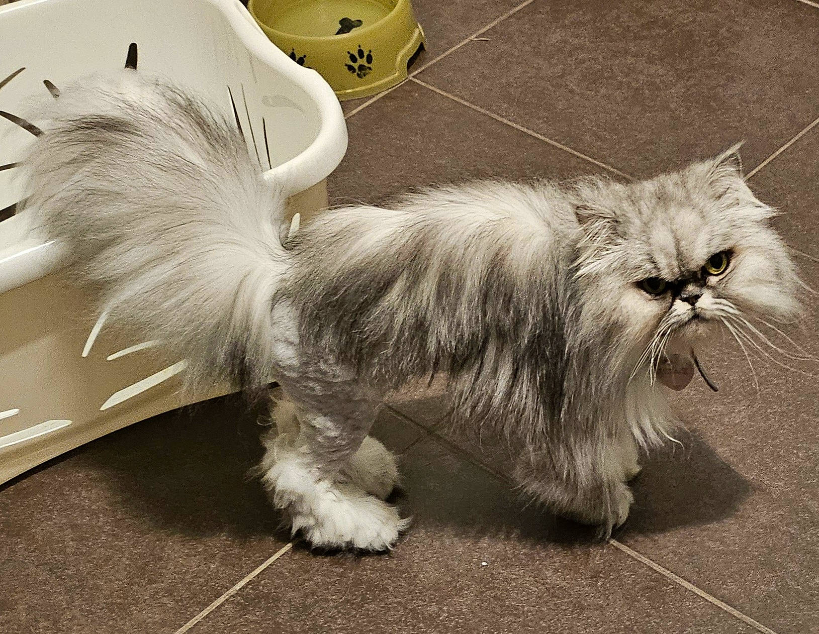 Orphée participe au concours pour gagner de l'argent avec cette photo : canidae, carnivore, cat, claw, companion_dog, dog_breed, felidae, fur, paw, rectangle, small_to_medium_sized_cats, snout, tail, terrestrial_animal, whiskers, wing