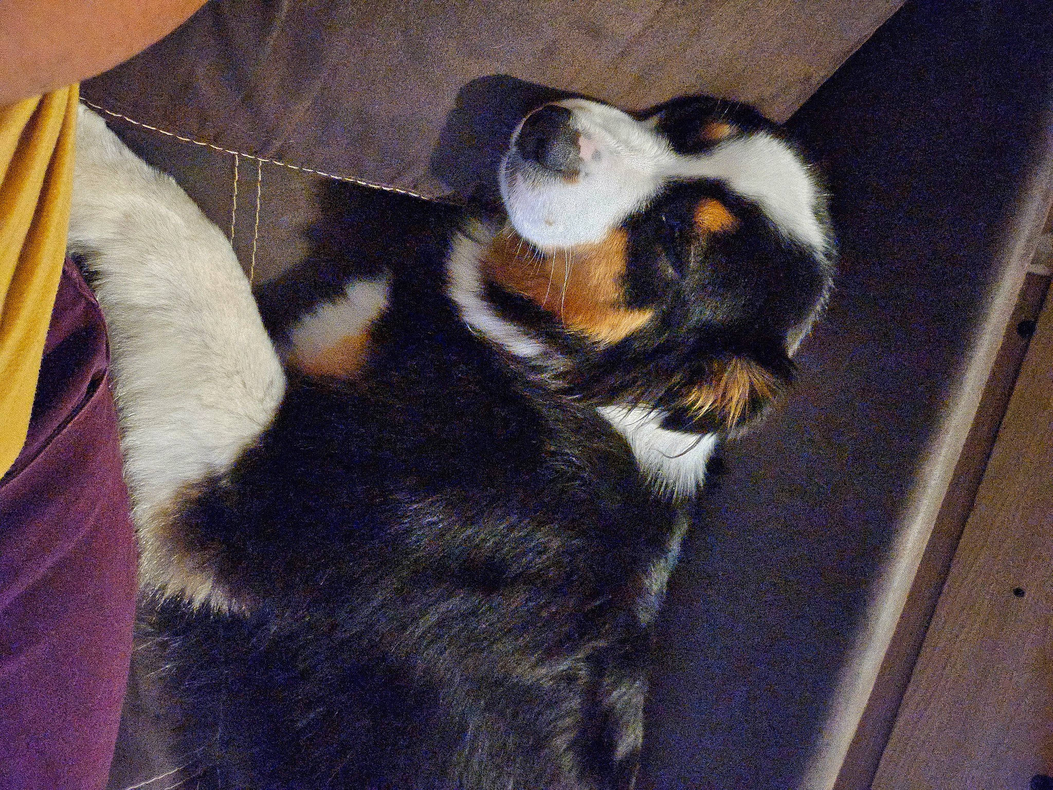 Samia participe au concours pour gagner de l'argent avec cette photo : canidae, carnivore, claw, comfort, companion_dog, dog, dog_breed, felidae, fur, paw, snout, sporting_group, tail, terrestrial_animal, whiskers