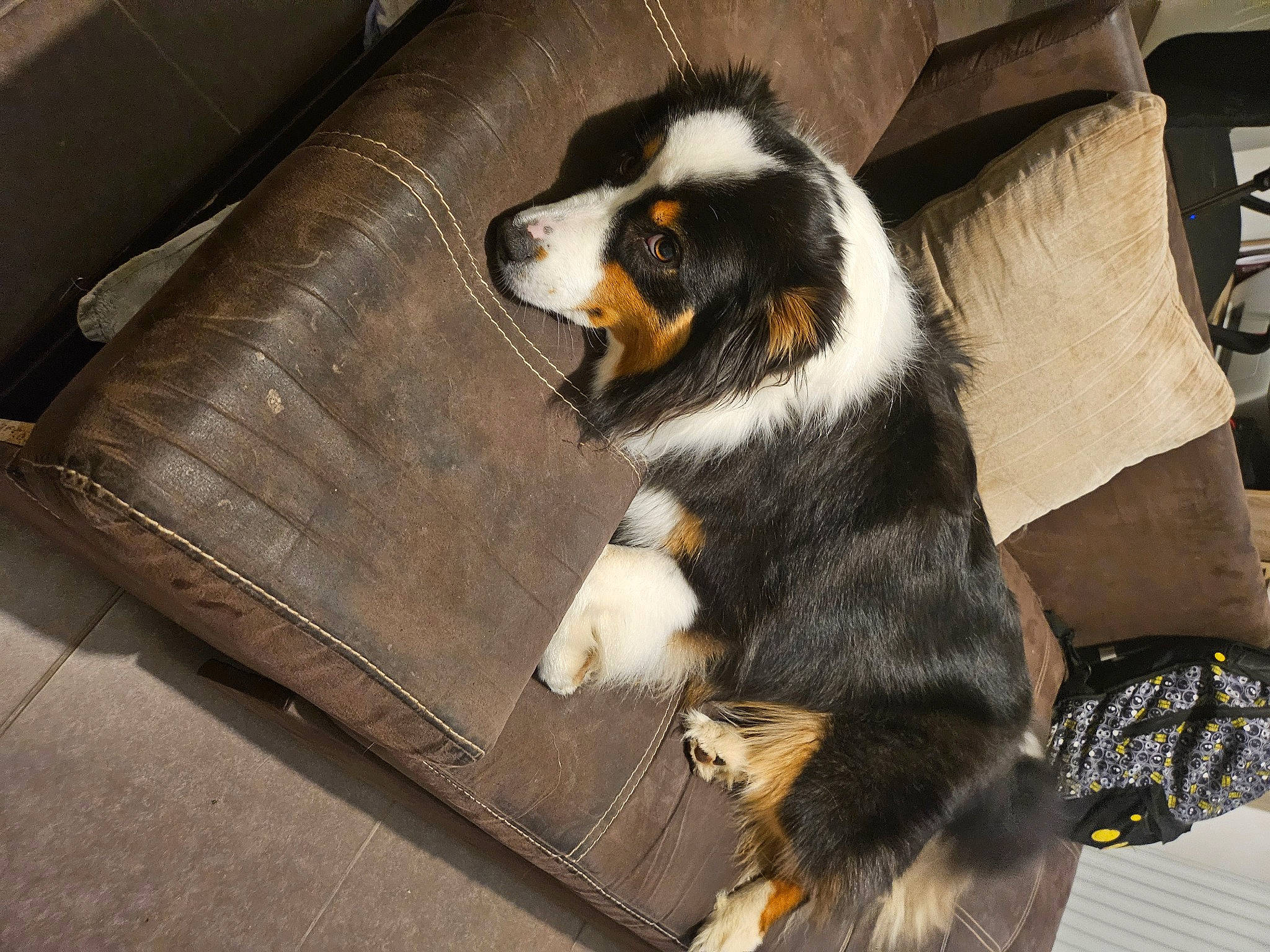 Samia a rejoint le concours — aidez-le/la à gagner de superbes lots ! automotive_tire, bernese_mountain_dog, canidae, carnivore, claw, comfort, companion_dog, dog, dog_breed, fur, greater_swiss_mountain_dog, paw, snout, sporting_group, tail, terrestrial_animal, working_animal, working_dog