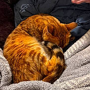 Tiger Lilly is registered to the contest to win money with this photo: blanket, cat, closeup, comfort, cozy, curled_up, domestic_animal, feline, fur, hand, indoor, nap, orange_tabby, pet, relaxation, resting, sleeping, soft_texture, tail, warm