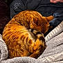 cat, orange_tabby, curled_up, sleeping, blanket, cozy, fur, tail, soft_texture, indoor, resting, pet, hand, comfort, warm, domestic_animal, relaxation, feline, nap, closeup