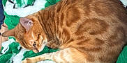 Tiger Lilly joined the competition — help win amazing prizes! cat, orange_tabby, animal, pet, feline, sleeping, resting, blanket, green, white, soft, fur, cozy, indoor, cute, whiskers, paw, striped, relaxed, warm