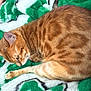 cat, orange_tabby, animal, pet, feline, sleeping, resting, blanket, green, white, soft, fur, cozy, indoor, cute, whiskers, paw, striped, relaxed, warm