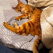 Tiger Lilly joined the competition — help win amazing prizes! cat, orange_tabby, blanket, bed, feline, pet, sleepy, indoor, fur, cozy, resting, relaxed, paw, tail, soft_texture, striped, animal, comfort, lying_down, warm_lighting