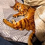 cat, orange_tabby, blanket, bed, feline, pet, sleepy, indoor, fur, cozy, resting, relaxed, paw, tail, soft_texture, striped, animal, comfort, lying_down, warm_lighting