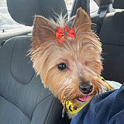 Mystery is registered to the contest to win money with this photo: dog, one-eyed, bow, orange_bow, car_interior, car_seat, pet, cute, sunflower_collar, fur, small_dog, tongue_out, curious, companion, transportation, animal, portrait, friendly, indoors, travel