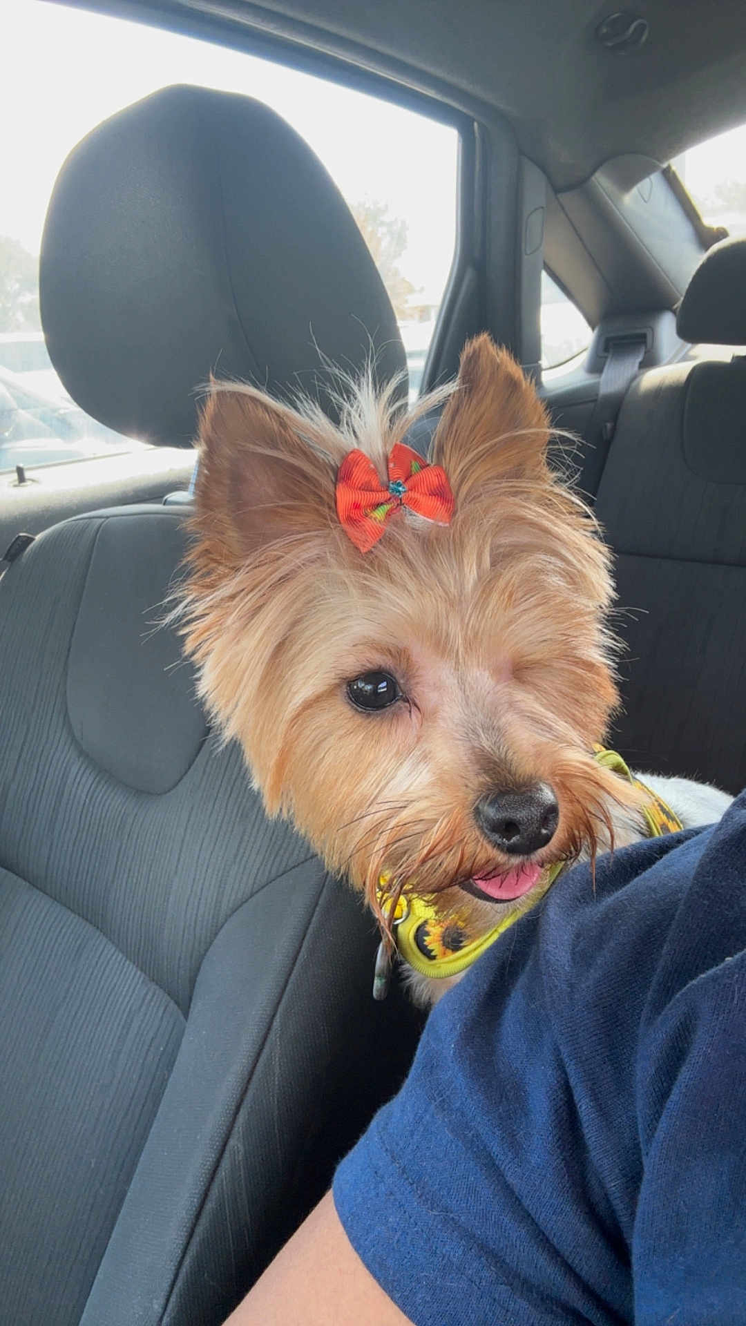 Mystery is registered to the contest to win money with this photo: dog, one-eyed, bow, orange_bow, car_interior, car_seat, pet, cute, sunflower_collar, fur, small_dog, tongue_out, curious, companion, transportation, animal, portrait, friendly, indoors, travel