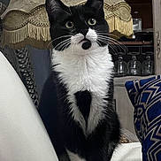 Mina a rejoint le concours — aidez-le/la à gagner de superbes lots ! animal, black_and_white, cat, cozy, curious, decor, domestic_cat, fringe, furniture, glass_jars, indoor, lamp, pet, portrait, shelf, sitting, tuxedo_cat, whiskers, white_chair, wide_eyes