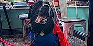 Dylan joined the competition — help win amazing prizes! dog, black_dog, superman_costume, cape, indoor, window, chair, floor, leash, table, happy, tongue_out, pet, costume, red_cape, blue_suit, collar, metal_tag, public_space, light