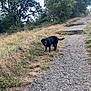 animal, black_dog, canine, clouds, daylight, dog, grass, hiking, leaves, nature, outdoor, path, pet, rocks, scenery, sky, summer, trail, trees, walking