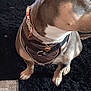 black_carpet, brown_dog, canine, carpet, collar, curious, dog, domestic_animal, floor, furniture, harness, heart_pendant, indoor, leash, paw, pet, shoes, side_view, sitting, white_markings