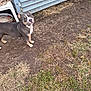 animal, brown, canine, chair, curious, daylight, dirt, dog, ears, eyes, grass, gray, ground, house_siding, looking_up, outdoor, pet, sidewalk, white, yard