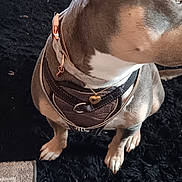 Brooklynn joined the competition — help win amazing prizes! black_rug, brown_dog, canine, collar, curious, decor, dog, ears, floor, furniture, harness, heart_pendant, home, indoor, leash, paws, pet, portrait, shoes, sitting