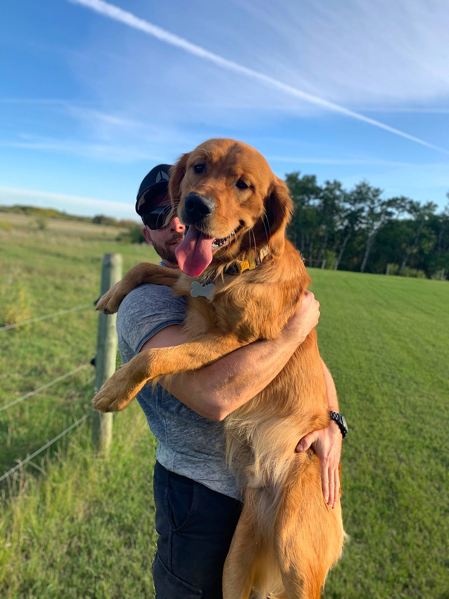 Briggs is registered to the contest to win money with this photo: broholmer, canidae, carnivore, dog, dog_breed, golden_retriever, guard_dog, hound, hovawart, hunting_dog, mammal, sporting_group, styrian_coarse_haired_hound, tosa, vertebrate