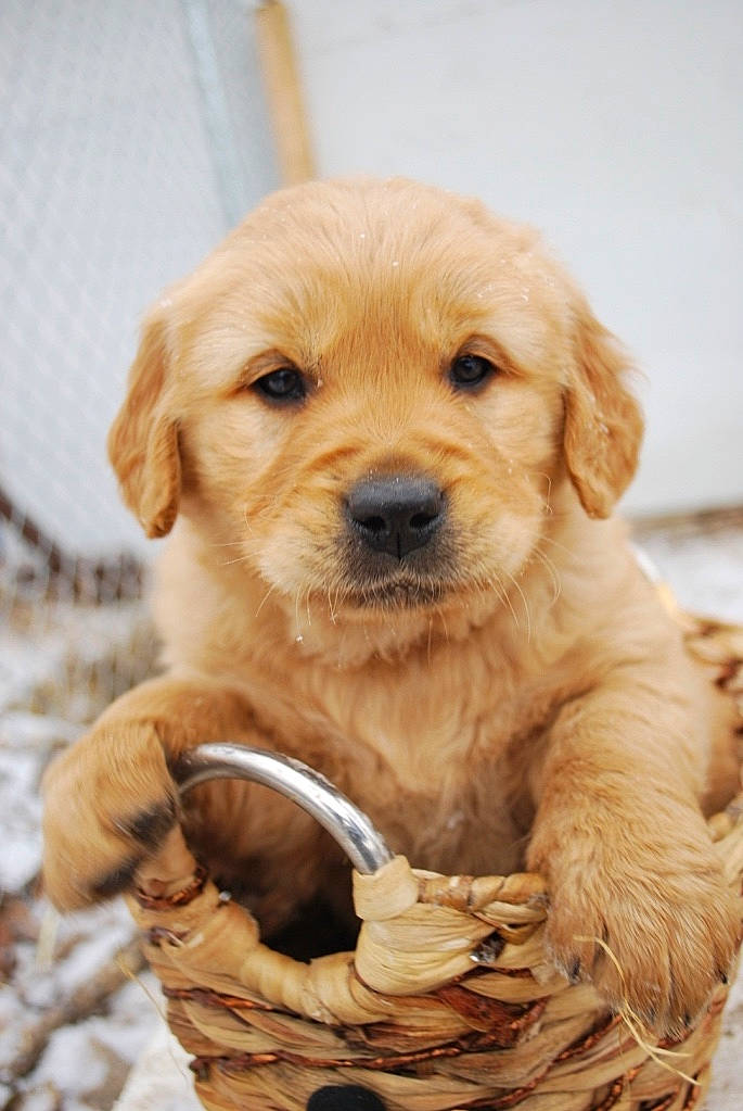 Briggs is registered to the contest to win money with this photo: canidae, carnivore, companion_dog, dog, dog_breed, fawn, golden_retriever, labrador_retriever, mammal, puppy, puppy_love, retriever, snout, sporting_group, vertebrate