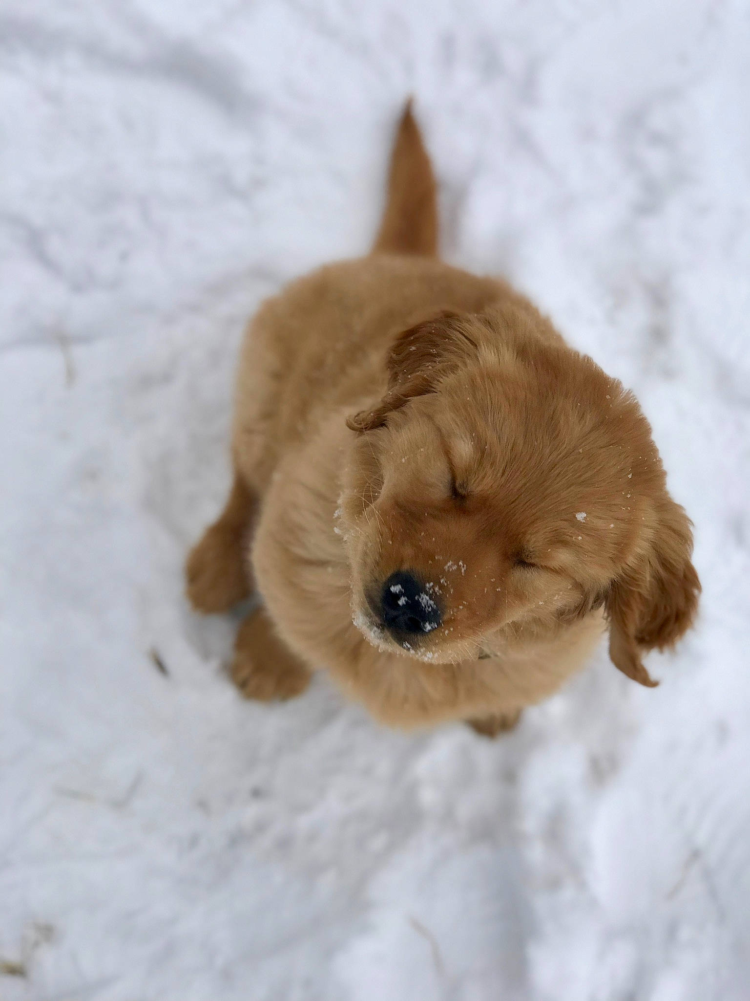 Briggs is registered to the contest to win money with this photo: american_cocker_spaniel, canidae, carnivore, cavachon, cavapoo, cockapoo, cocker_spaniel, companion_dog, dog, dog_breed, fawn, goldendoodle, labradoodle, maltepoo, puppy, rare_breed_dog, schnoodle, snout, sporting_group, toy_poodle