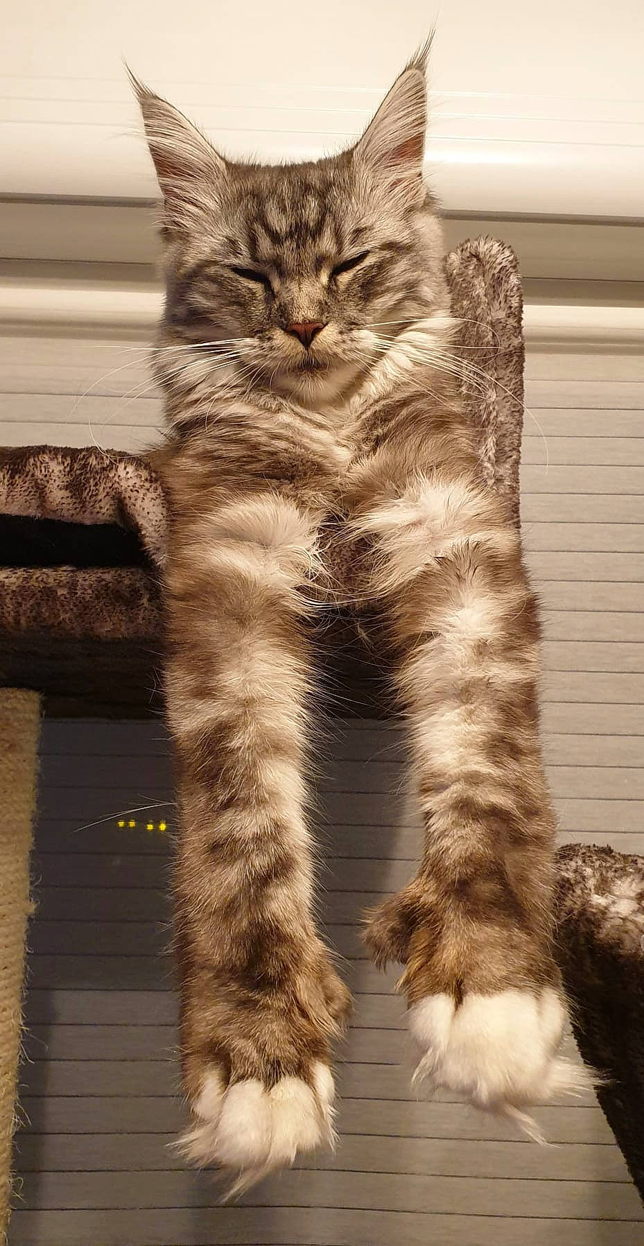 Santavana a rejoint le concours — aidez-le/la à gagner de superbes lots ! carnivore, cat, claw, domestic_short_haired_cat, fawn, felidae, foot, fur, paw, sitting, small_to_medium_sized_cats, snout, tail, terrestrial_animal, whiskers, wildlife