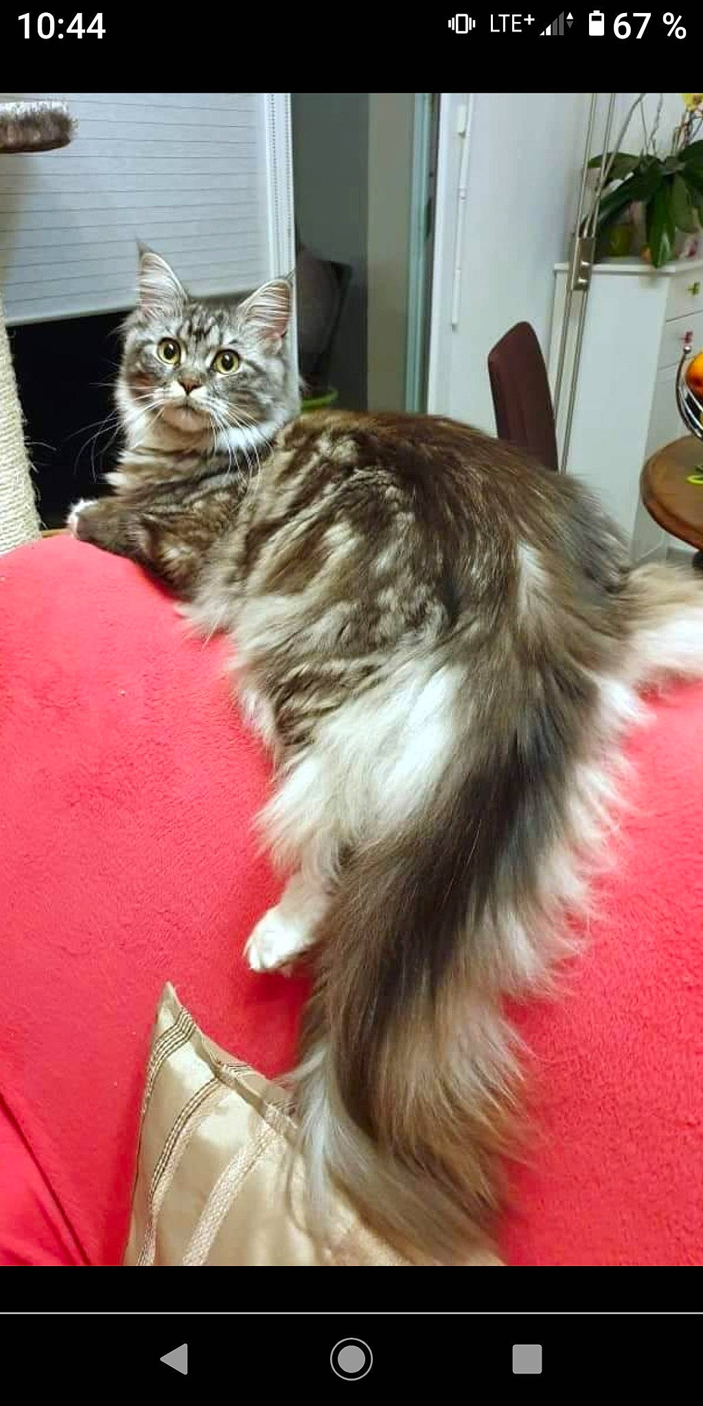 Santavana participe au concours pour gagner de l'argent avec cette photo : carnivore, cat, claw, comfort, domestic_short_haired_cat, felidae, fur, maine_coon, paw, small_to_medium_sized_cats, snout, tail, terrestrial_animal, whiskers, window