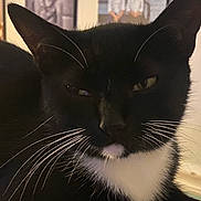 Jezebel is registered to the contest to win money with this photo: cat, black_and_white, whiskers, close_up, pet, animal, indoor, feline, face, ears, fur, domestic_animal, portrait, resting, household, mammal, cute, background, photo_frame, blurred