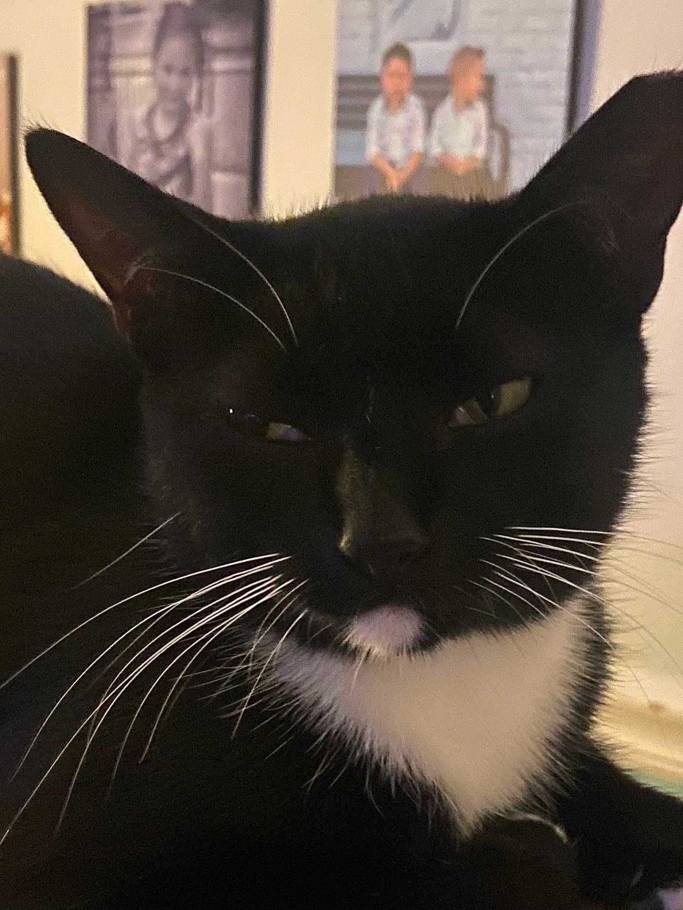 Jezebel is registered to the contest to win money with this photo: cat, black_and_white, whiskers, close_up, pet, animal, indoor, feline, face, ears, fur, domestic_animal, portrait, resting, household, mammal, cute, background, photo_frame, blurred