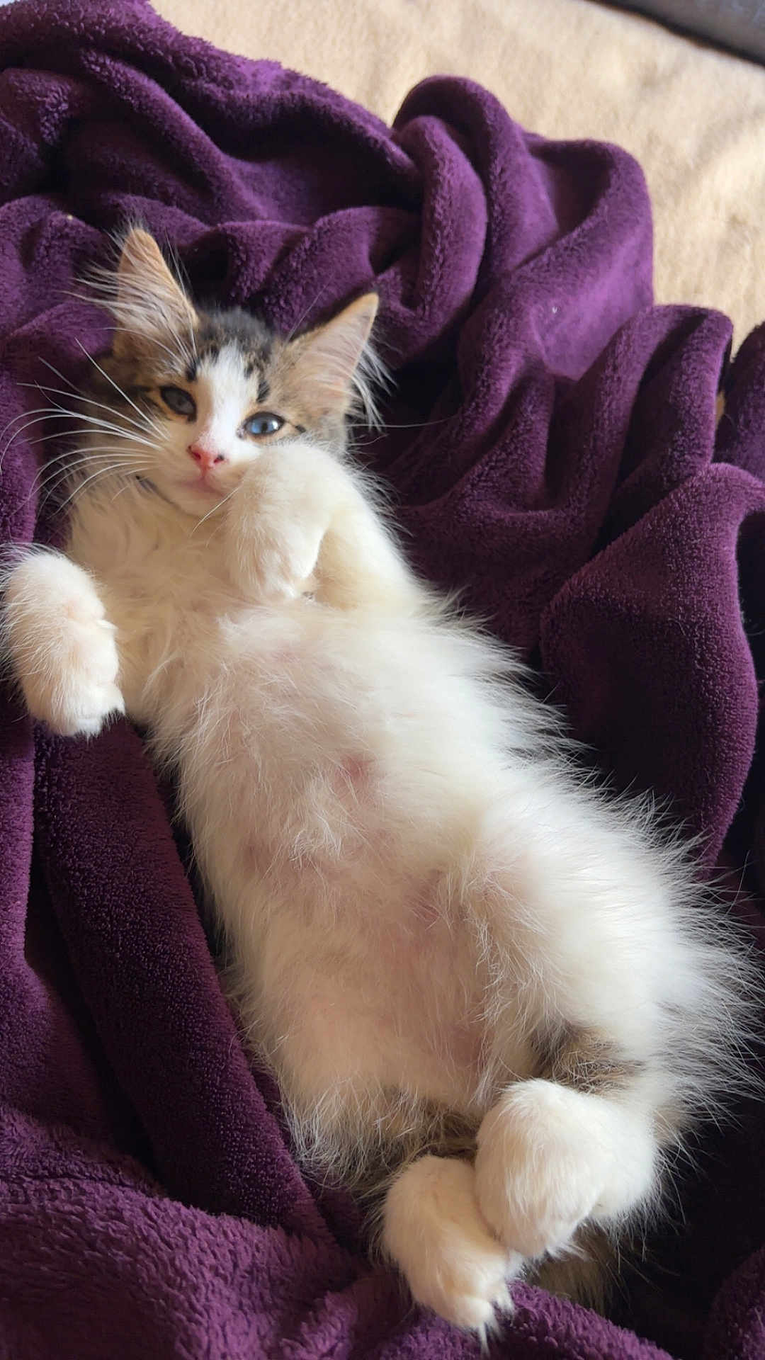 Loki